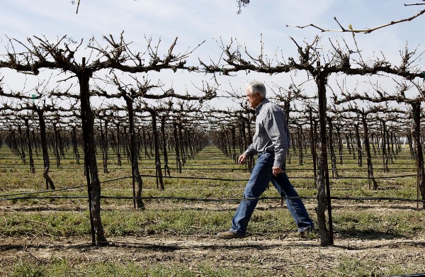 Mike Stearns, chairman of the San Luis & Delta-Mendota Water Authority, walks through a grape field he manages. CREDIT: AP/Rich Pedroncelli