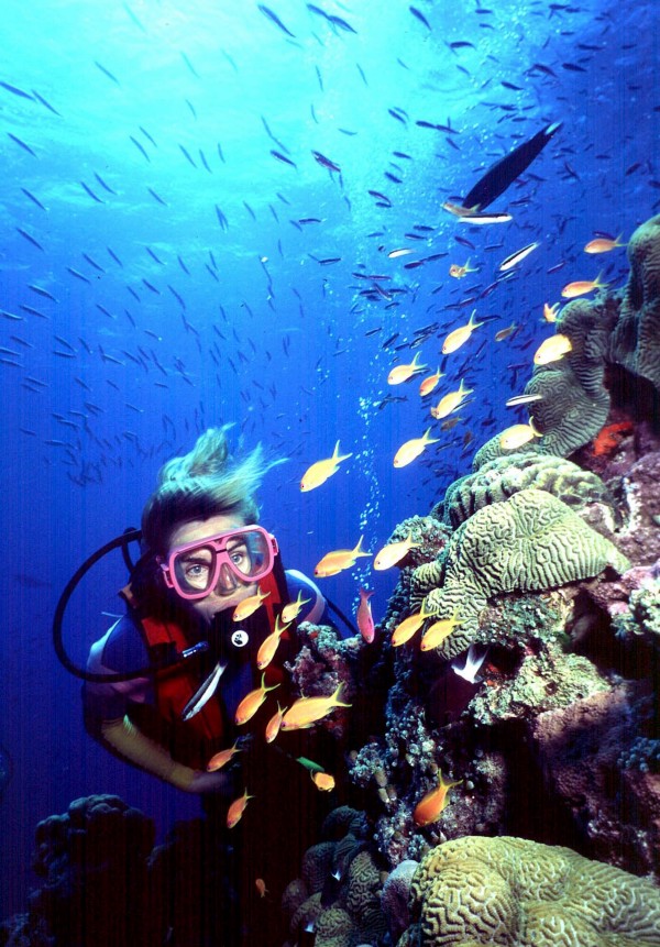 A diver swims in a healthy Great Barrier Reef. CREDIT: AP Photo/Brain Cassey