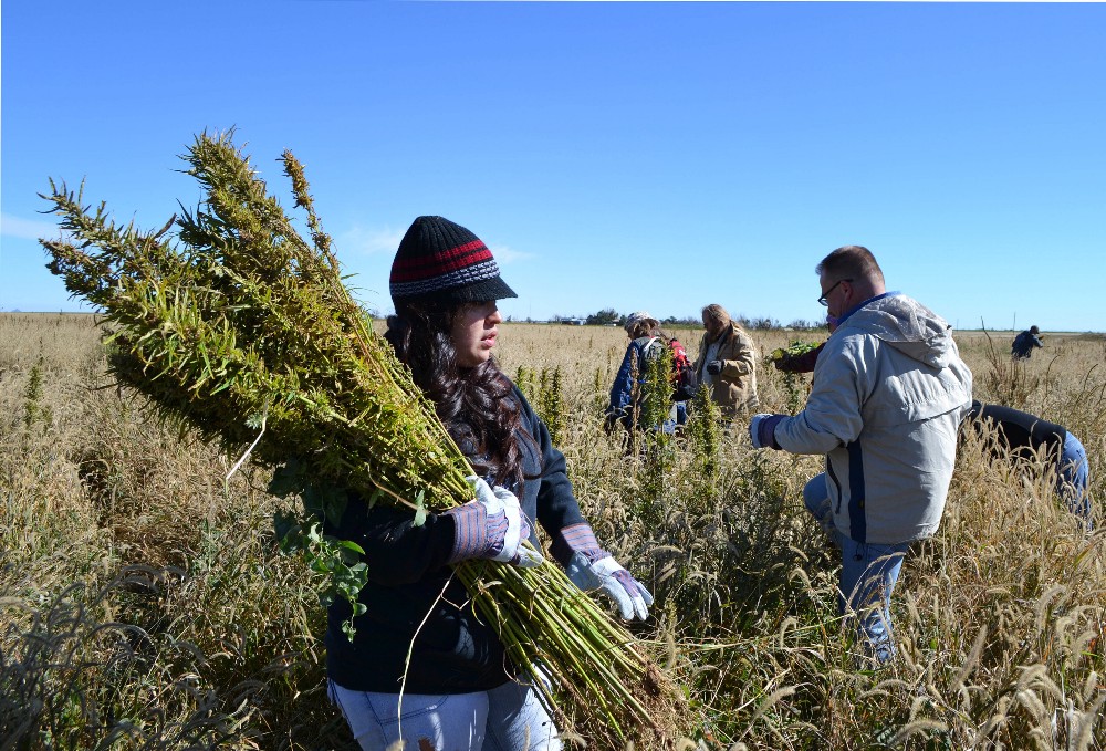 Harvesting hemp in Colorado in 2013. CREDIT: AP Photo/P. Solomon Banda, File