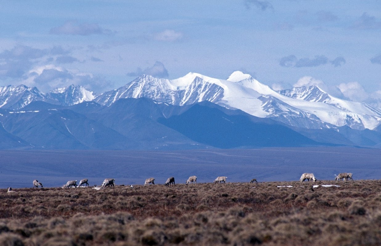 Caribou graze on the coastal plain of the Arctic National Wildlife Refuge, with the Brooks Range as a backdrop. Credit: U.S. Fish and Wildlife Service (Creative Commons)