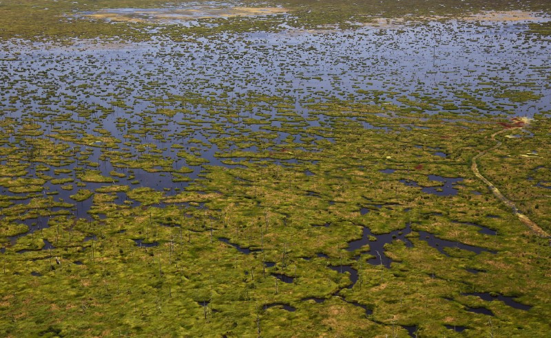Disappearing marshland, once a cypress forest, outside New Orleans. CREDIT: AP Photo/Gerald Herbert