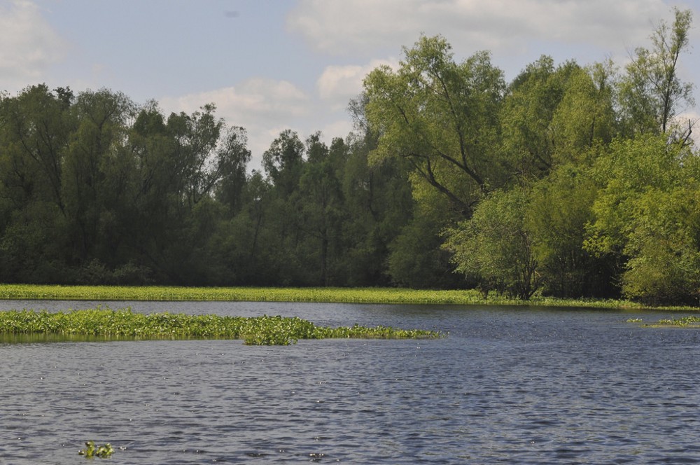 The Bayou Bridge Pipeline would cross the Atchafalaya Basin, a sensitive wetland already being degraded by old pipelines. CREDIT: Flickr/Creative Commons