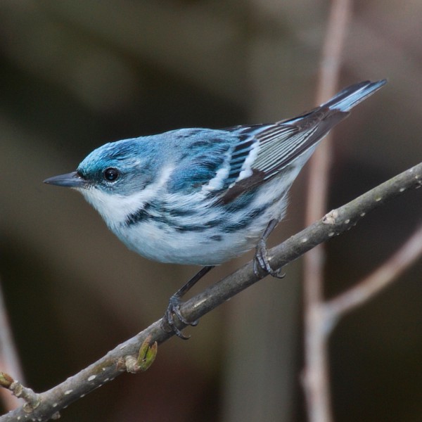 A cerulean warbler. CREDIT: MDF
