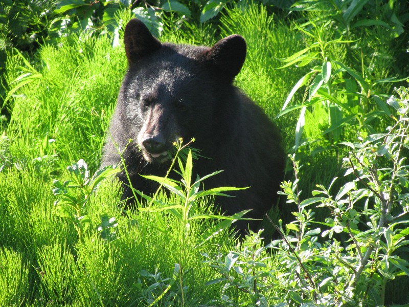 CREDIT: AP Photo/Becky Bohrer