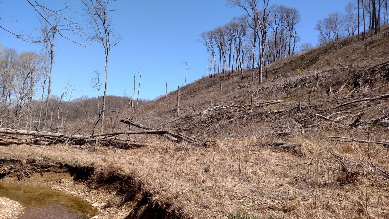 Logging on the Knobstone Trail. CREDIT: Todd Stewart/Indiana Forest Alliance.