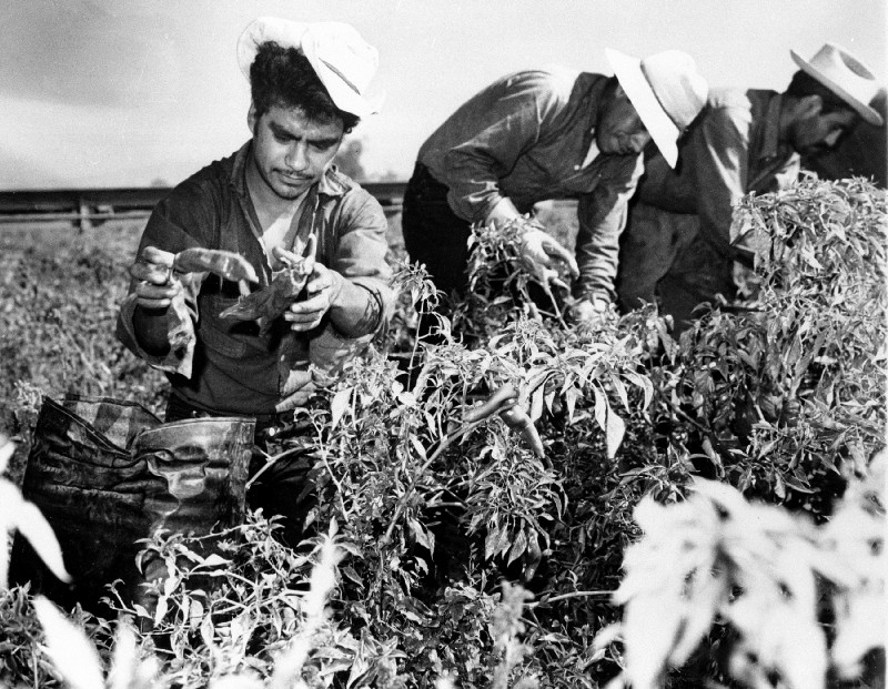 Bracero workers picking chili peppers in 1964. CREDIT: AP