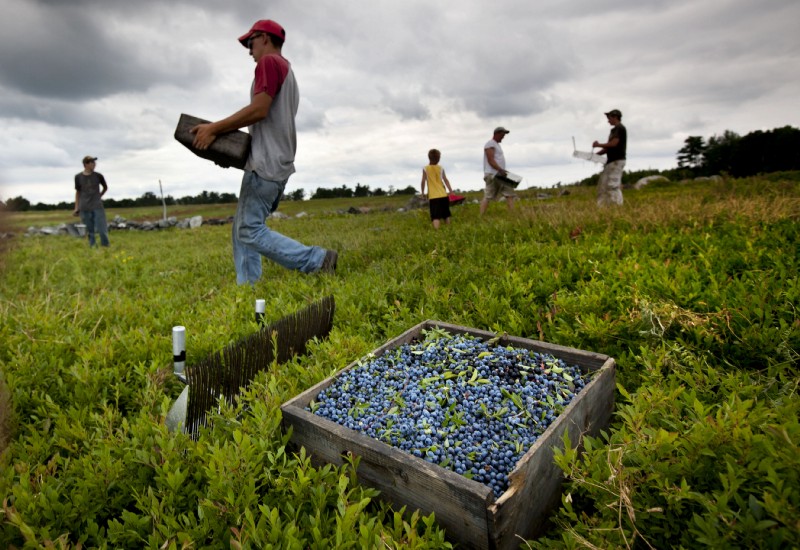 Workers harvest wild blueberries in Maine. CREDIT: AP Photo/Robert F. Bukaty