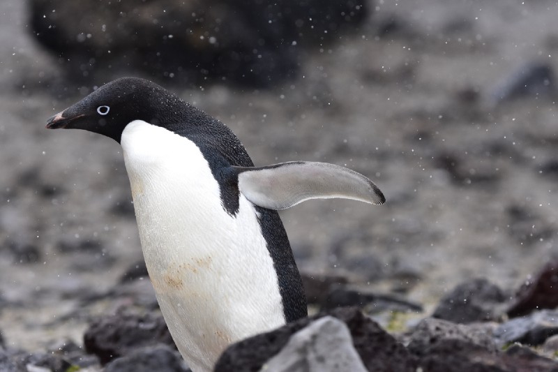 The view from Antarctica. CREDIT: Anne Christianson