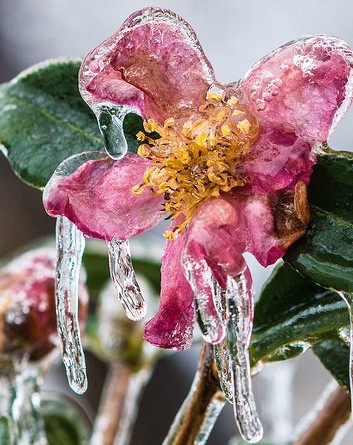 A flower withers in a late-season frost. CREDIT: USDA