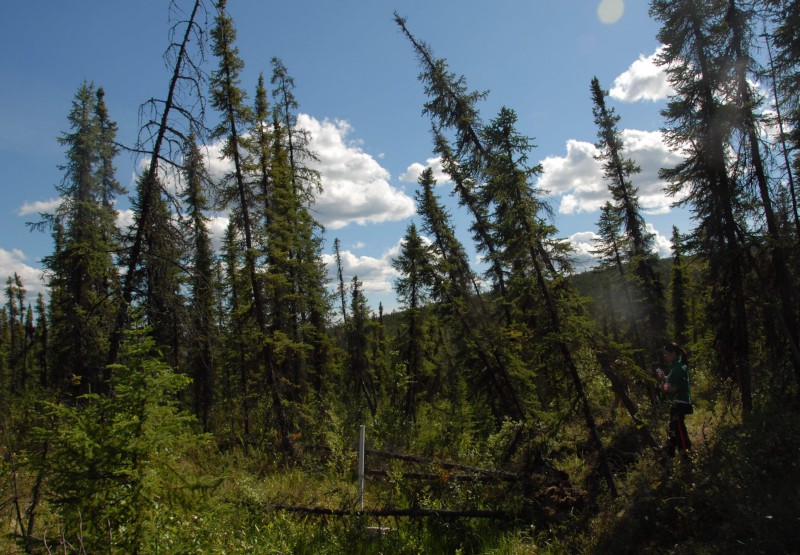 In this so-called “drunken forest,” in Alaska, the trees tilt because the once-frozen ground (permafrost) is thawing. CREDIT: NSIDC.