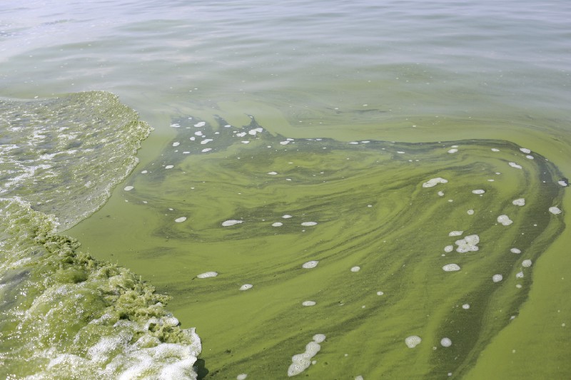 In this Aug. 3, 2014, photo, an algae bloom covers a portion of Lake Erie near a Toledo, Ohio, water intake crib. CREDIT: AP Photo/Haraz N. Ghanbari