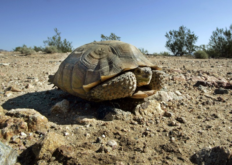 An endangered desert tortoise in the eastern Mojave Desert several miles from an old mining and railroad townsite called Ivanpah, Calif. It is not on BLM’s new priorities list. CREDIT: AP Photo/Reed Saxon
