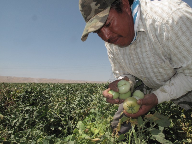 Farmworker Florentino Reyes picks tomatoes Tuesday, Aug. 30, 2016, at a field near Mendota, Calif. CREDIT: AP Photo/Scott Smith