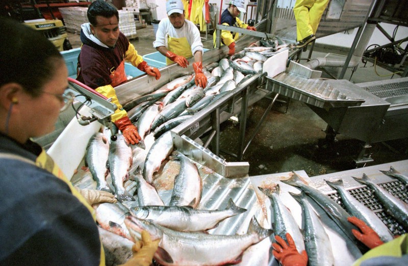 Salmon fishery workers in Bristol Bay, Alaska, in 1997. CREDIT: AP Photo/Jack Smith, File