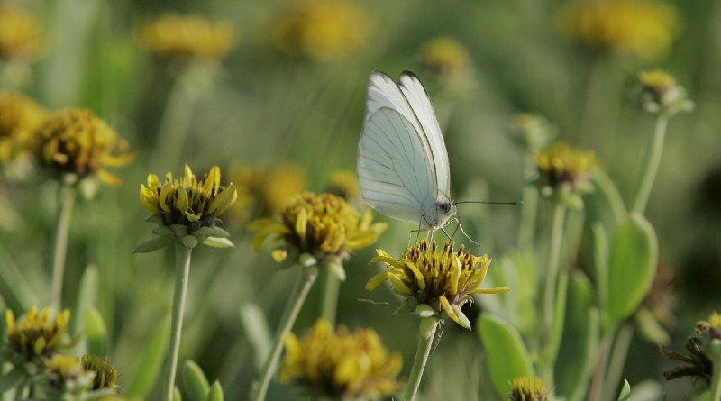 CREDIT: AP Photo/Eric Gay