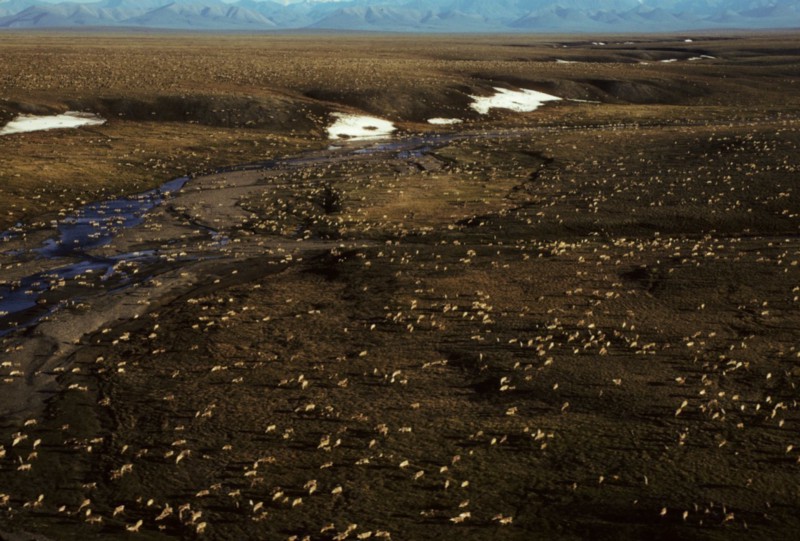 This undated aerial file photo shows a herd of caribou on the Arctic National Wildlife Refuge in northeast Alaska. CREDIT: U.S. Fish and Wildlife Service via AP