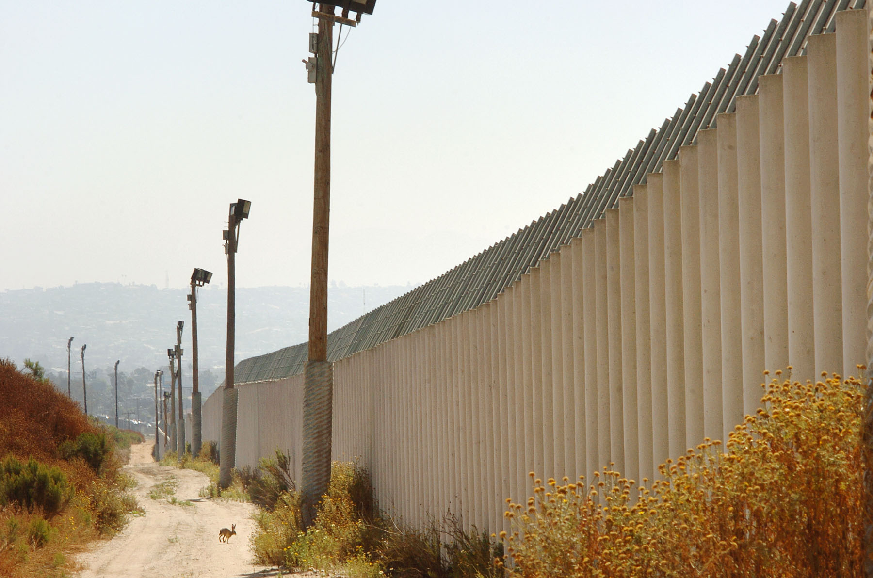 A jack rabbit runs through a secondary border wall between San Diego and Tijuana. (AP Photo/David Maung)