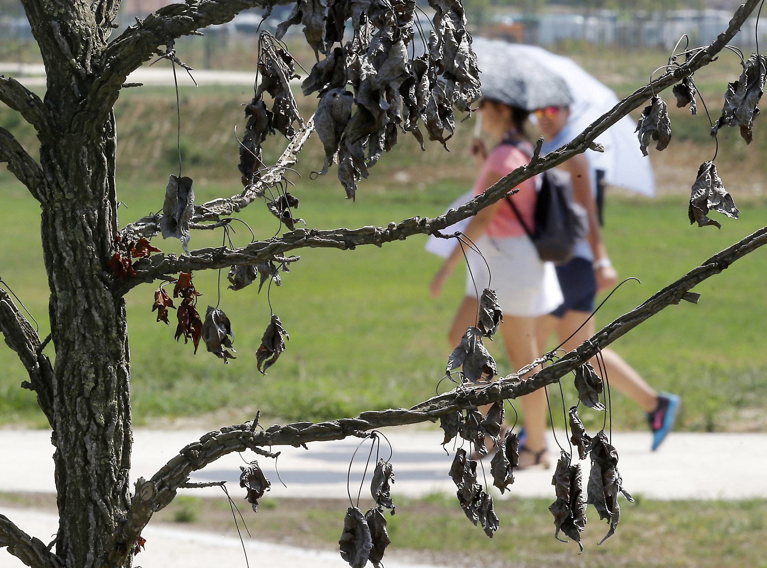 Girls shelter with an umbrella as they pass by a dried out tree at the Expo entrance in Rho, near Milan, Italy, Thursday, Aug. 6, 2015. (AP Photo/Antonio Calanni)