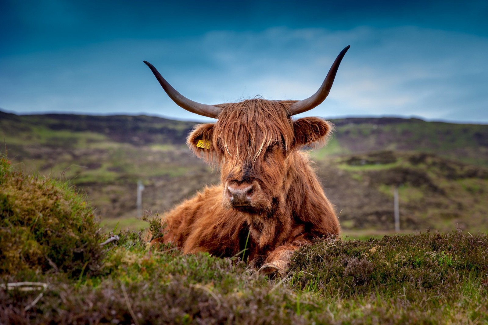 An ox of undetermined weight. CREDIT: Pixabay