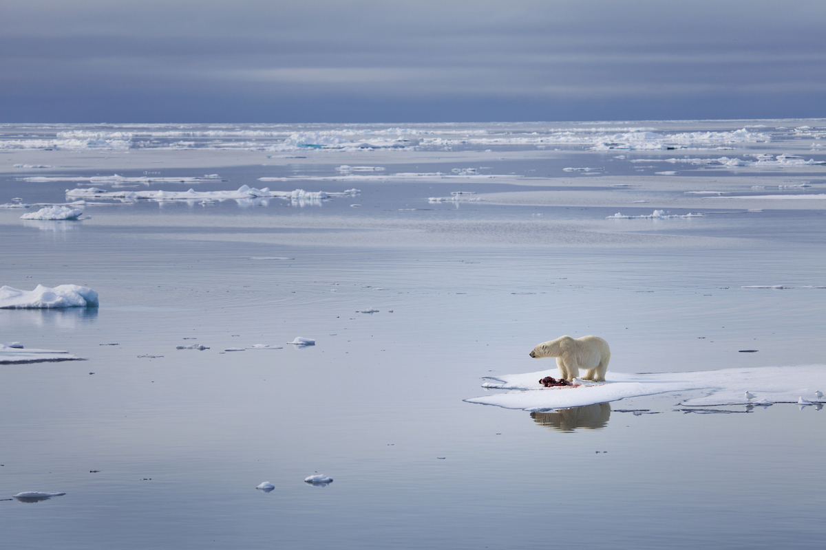 Credit: Chase Dekker Wild-Life Images via Getty Images