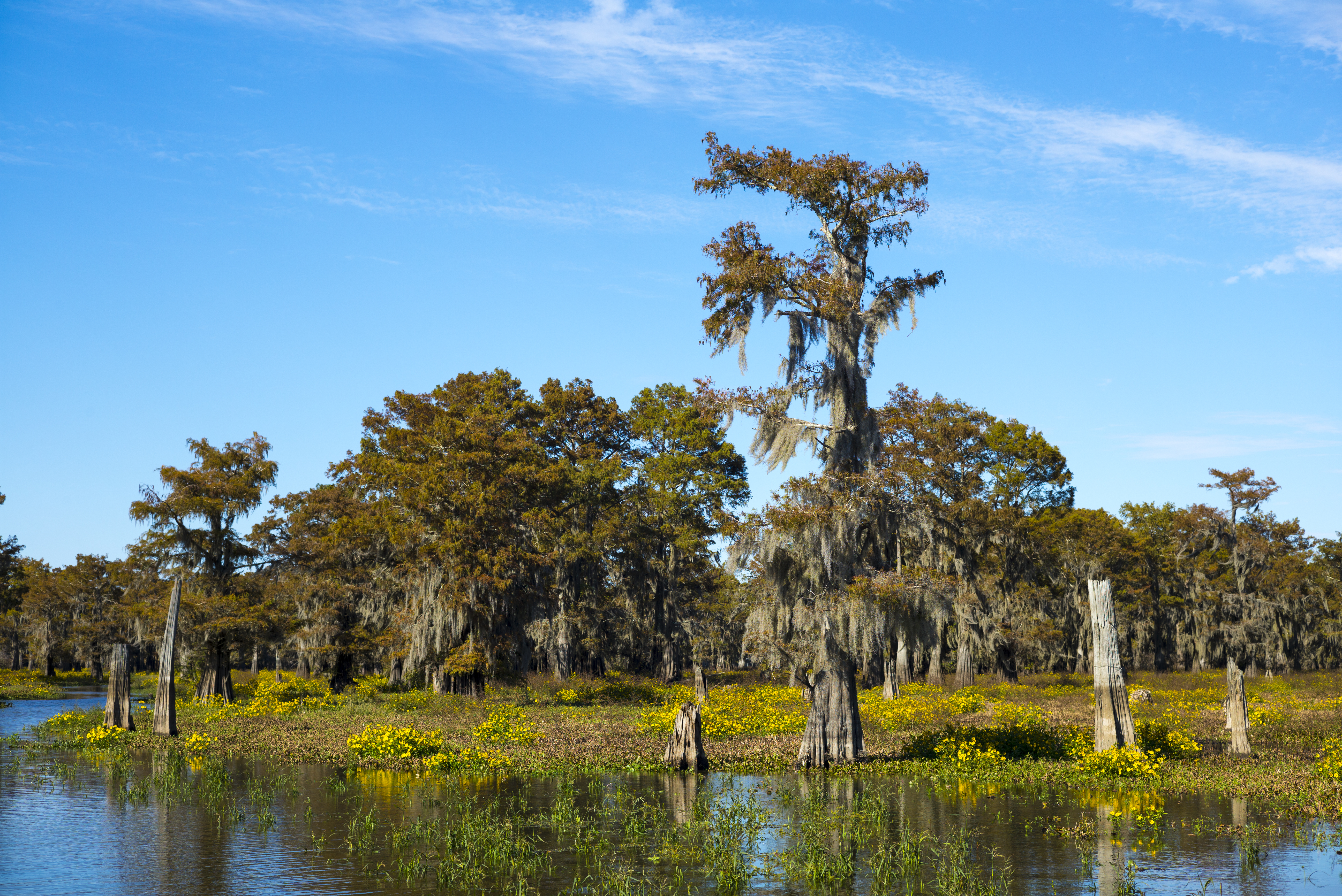 Bald cypress trees in Atchafalaya Swamp, Louisiana. (CREDIT: Tim Graham/Getty Images)