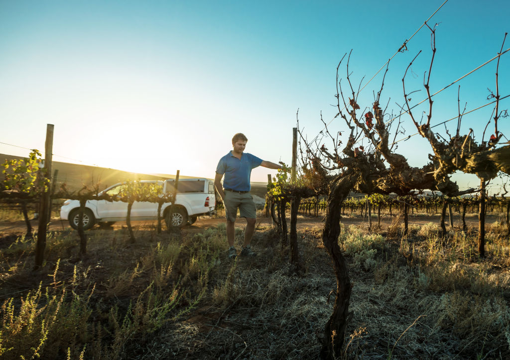 KLAWER, SOUTH AFRICA - FEBRUARY 6, 2018: Farmer Barend Vorster inspects vines he had to let go because of the current drought. CREDIT: Morgana Wingard/Getty Images