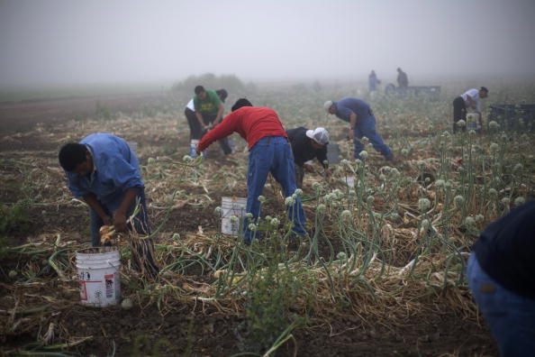 Mexican laborers harvest yellow onions on April 11, 2007 in Rio Grande City, Texas. (Credit: Robert Nickelsberg/Getty Images)