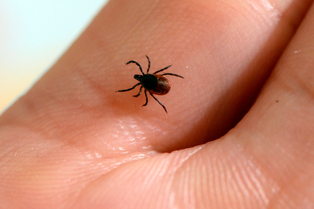 The Centers for Disease Control reports Lyme disease, which is transmitted by ticks like this, has doubled in the past decade. CREDIT: BERTRAND GUAY/AFP/Getty Images