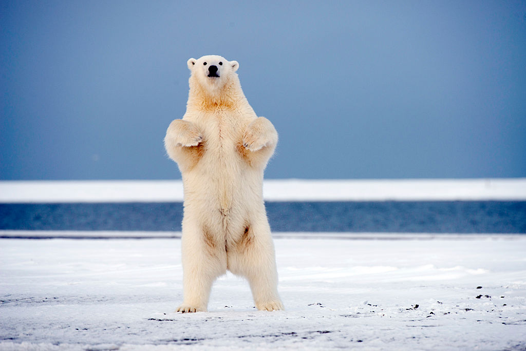 A young polar bear stands on its hind legs on the barrier island of Bernard Spit, along the eastern arctic coast of Alaska. CREDIT: Steven Kazlowski / Barcroft Medi via Getty Images