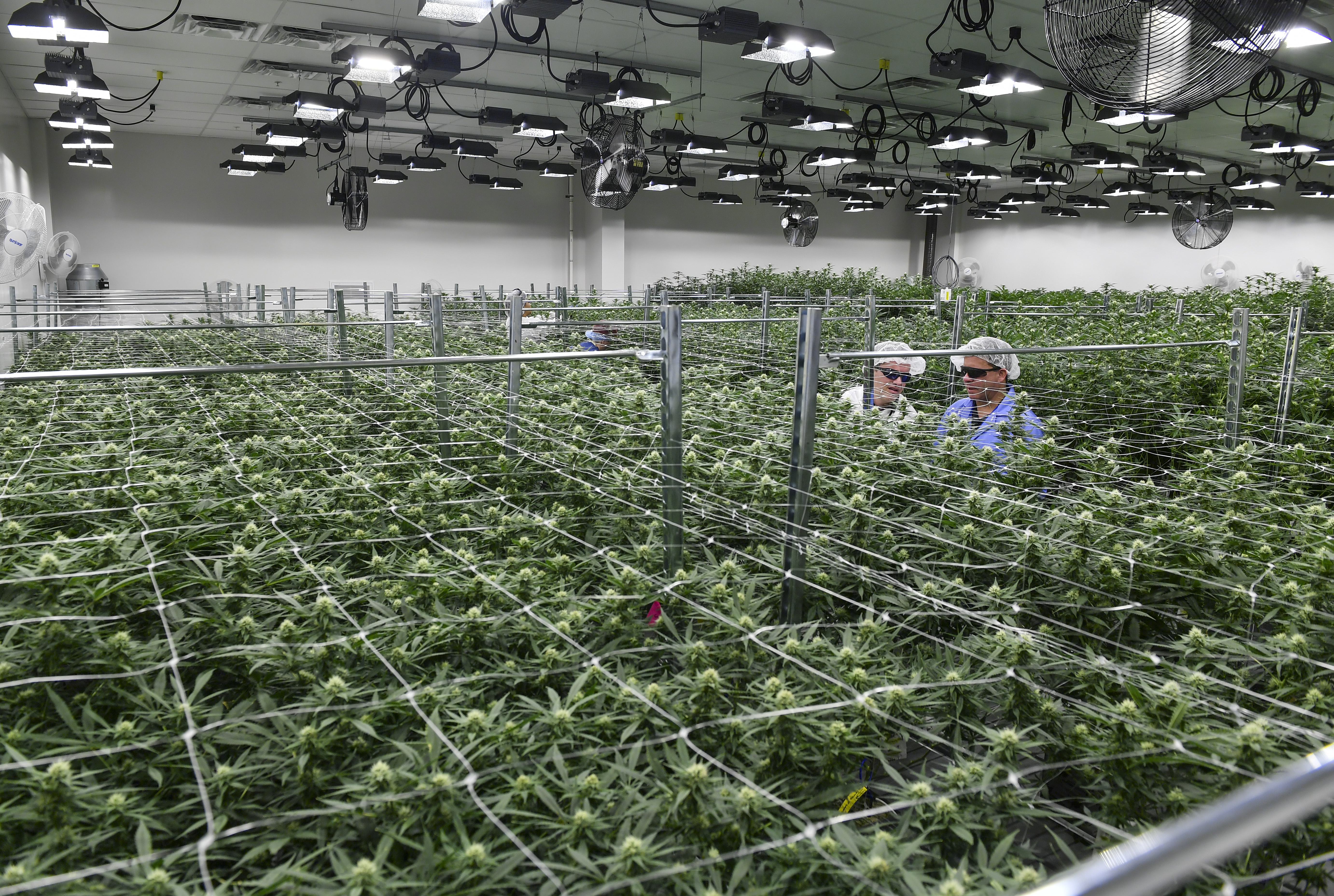 Executives review plants at a licensed medical marijuana grow in Maryland. CREDIT: Ricky Carioti/The Washington Post via Getty Images