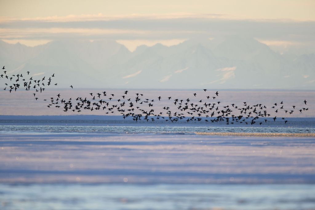 Every fall, Long-tailed Duck gather near Kaktovik on the northern edge of Alaska's Arctic National Wildlife Refuge. (Credit: Sylvain CORDIER/Gamma-Rapho via Getty Images)