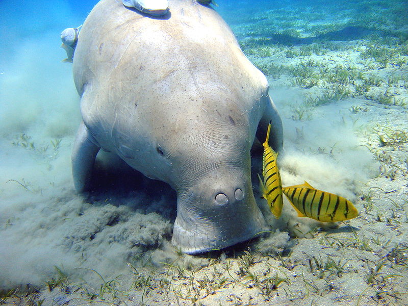 Dugongs are gentle marine mammals related to manatees that have long been revered by native Okinawans in Japan. CREDIT: Wikimedia Commons/Julien Willem