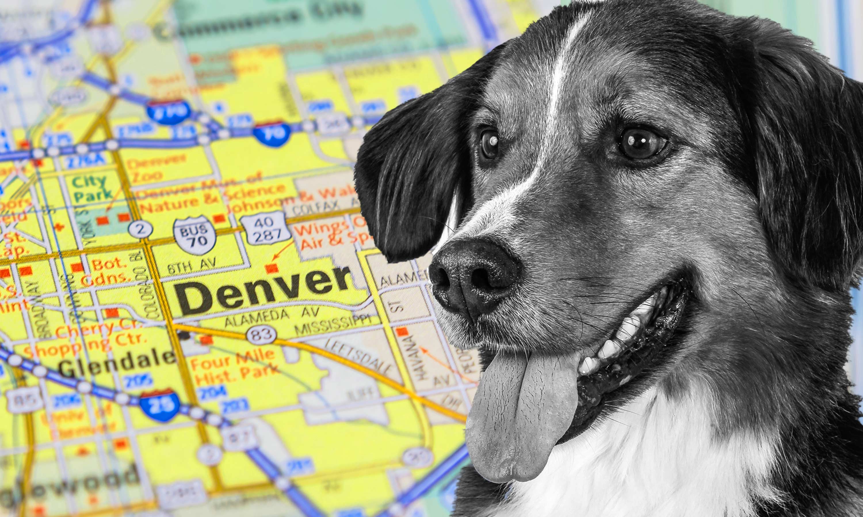 The EPA Denver headquarters has a monthly therapy dog program. (Credit: GETTY IMAGES / DIANA OFOSU)