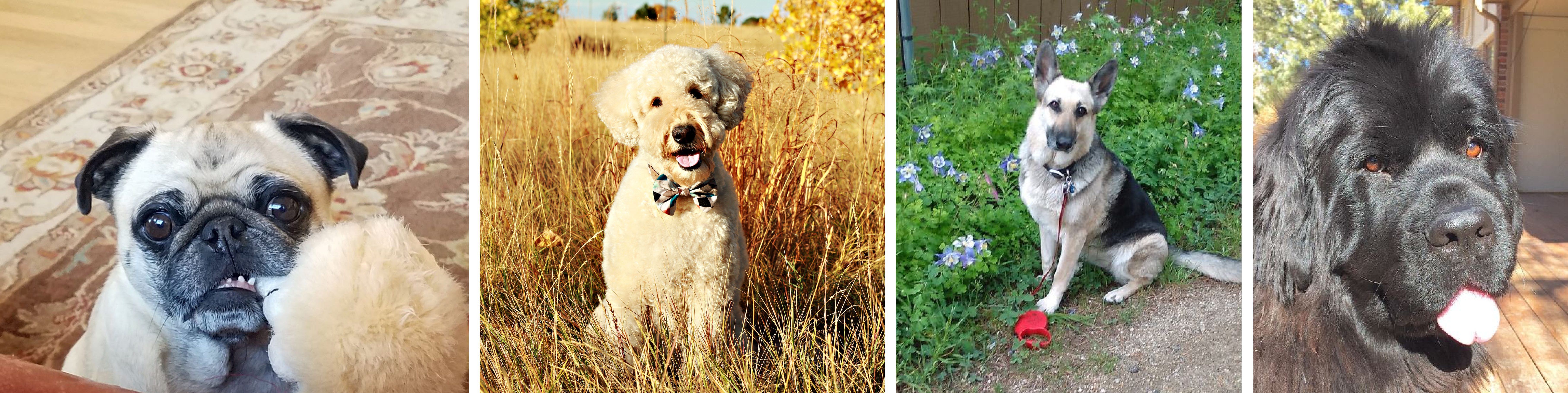 Some of the dogs the EPA were connected to for the monthly visits. (Credit: FOIA / DIANA OFOSU)