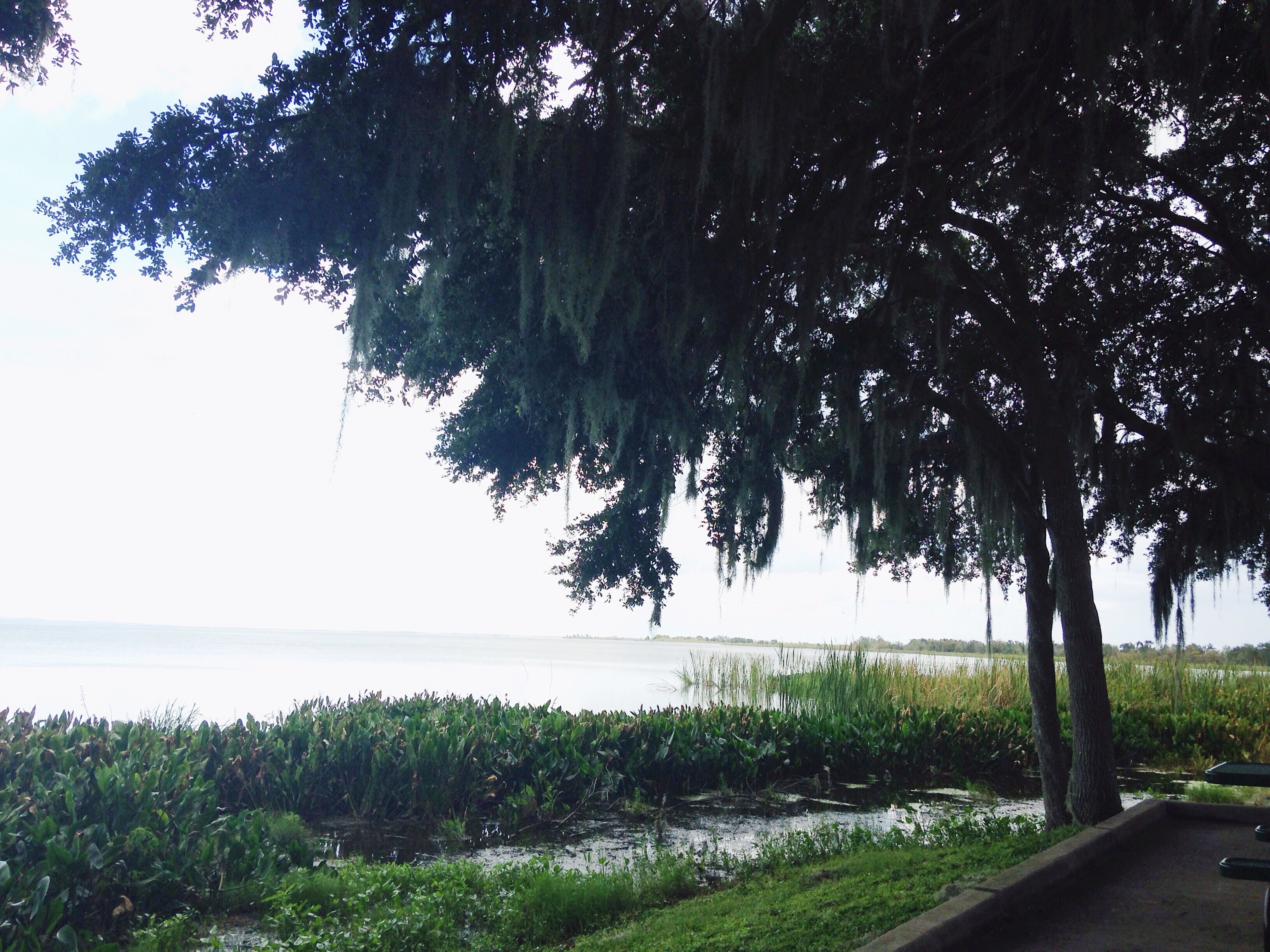 Lake Apopka, Florida. The lake is one of the state's most polluted. CREDIT: E.A. Crunden