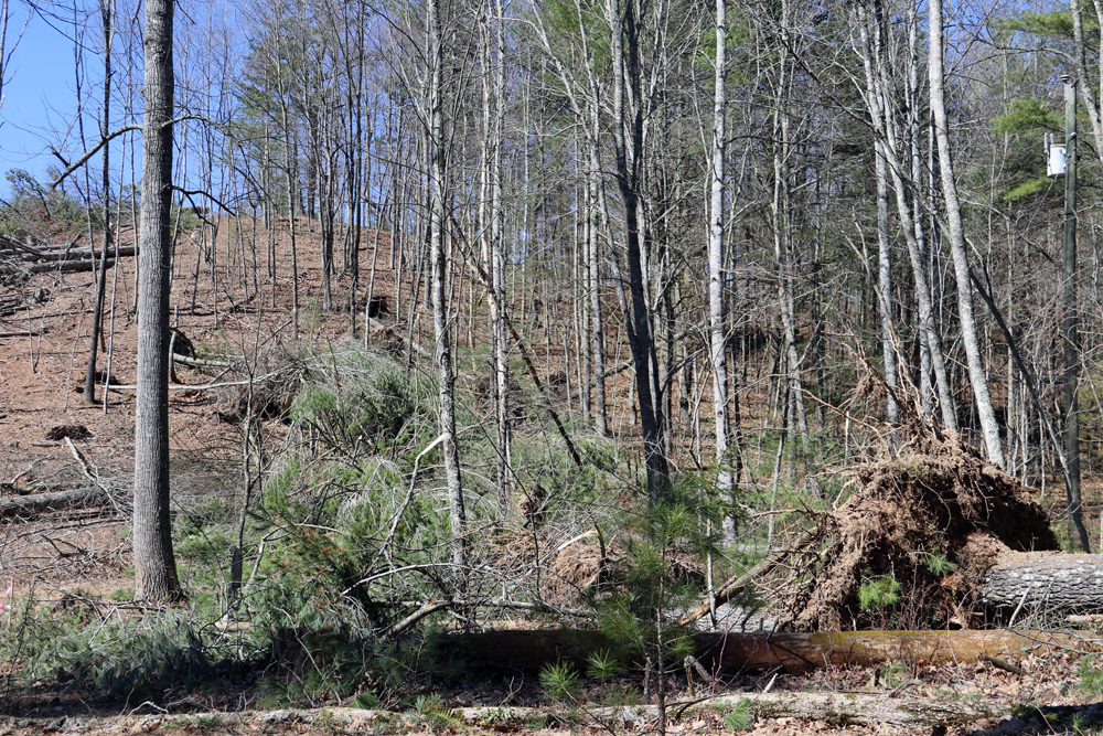 Developers of the Atlantic Coast Pipeline have started cutting down trees in Augusta County, Virginia to prepare for construction of the pipeline. CREDIT: Allegheny-Blue Ridge Alliance