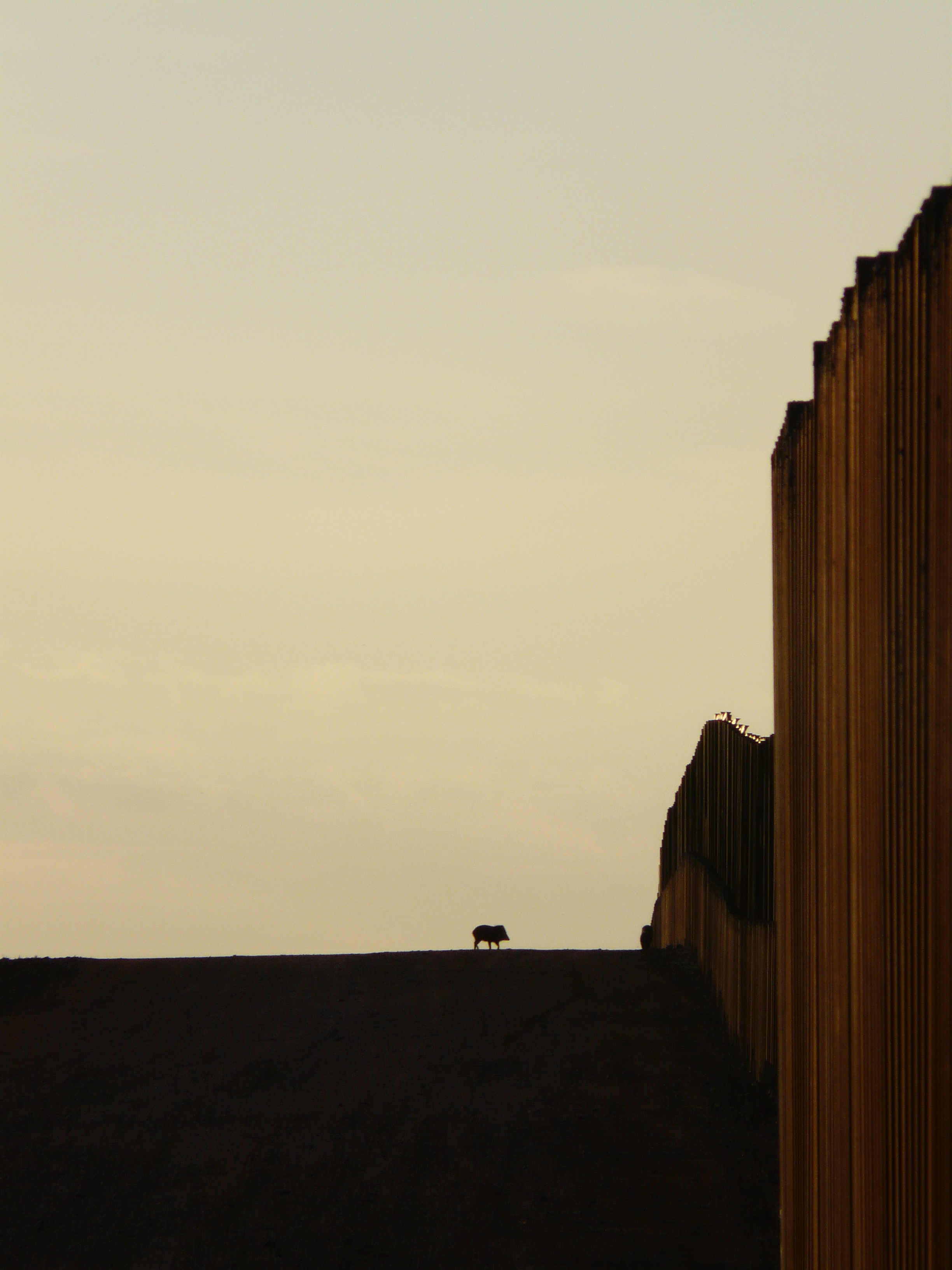 A lone boar looks at the border wall. Credit: ©Matt Clark/Defenders of Wildlife