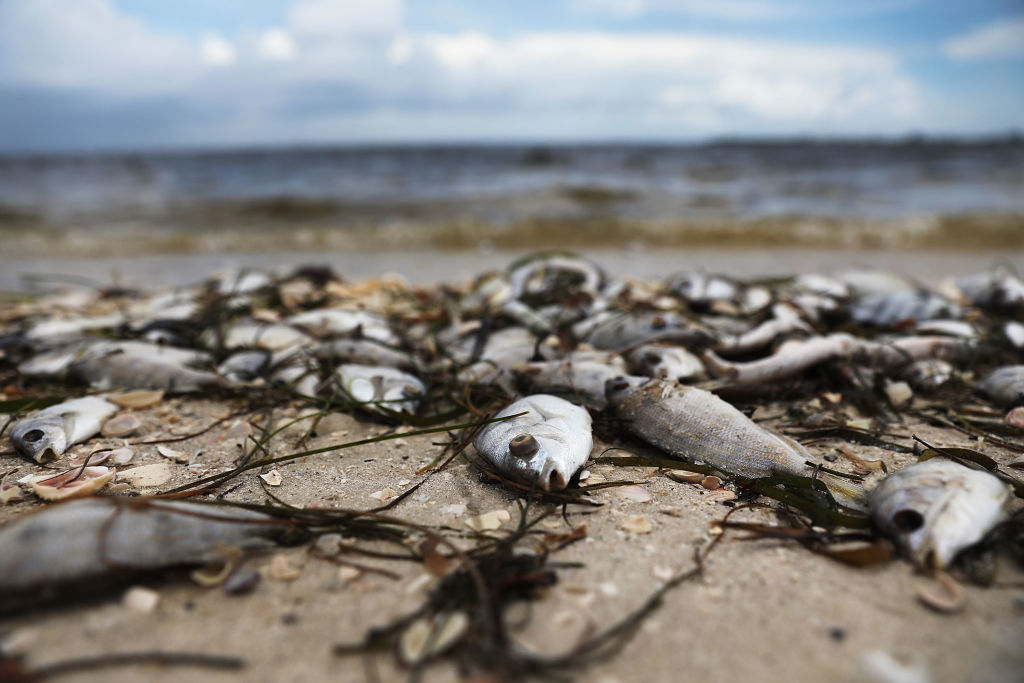 Fish are seen washed ashore the Sanibel causeway after dying in a red tide on August 1, 2018 in Sanibel, Florida. CREDIT: Joe Raedle/Getty Images