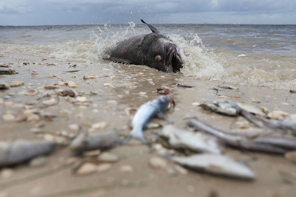 A Goliath grouper and other fish are seen washed ashore the Sanibel causeway after dying in a red tide on August 1, 2018 in Sanibel, Florida. CREDIT: Joe Raedle/Getty Images