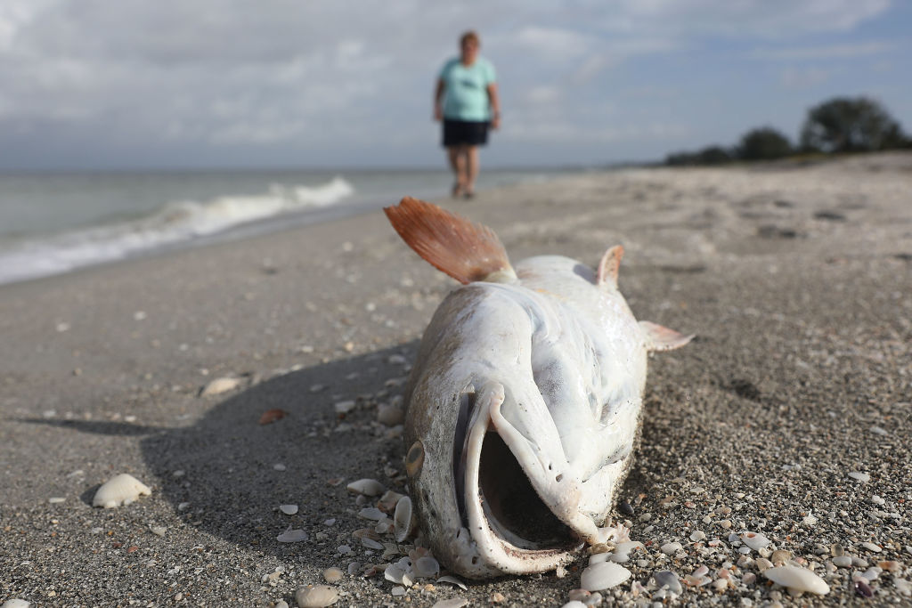 A Red fish is seen washed ashore after dying in a red tide on August 1, 2018 in Captiva, Florida. CREDIT: Joe Raedle/Getty Images