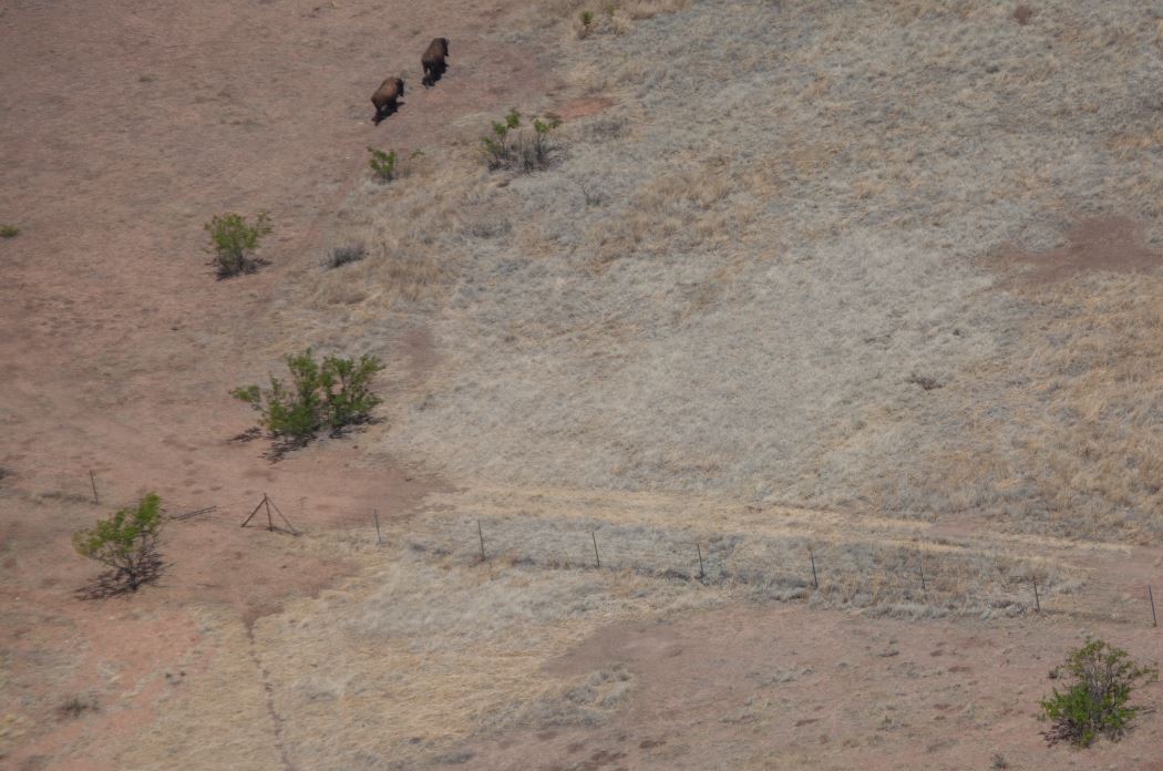 Two bison crossing the U.S.-Mexico border. Credit: ©Rurik List