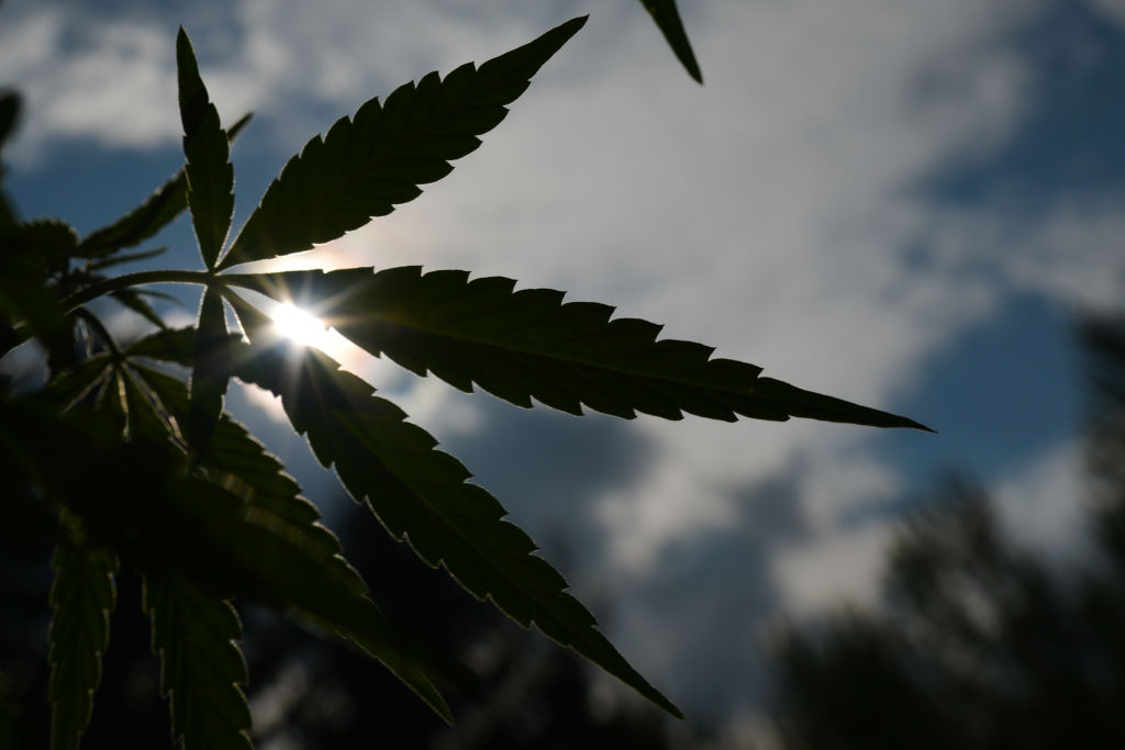 Patrick Beadle, 46, was convicted in July of drug trafficking for driving 2.8 pounds of marijuana across state lines. (Photo credit: Artur Widak/NurPhoto via Getty Images)