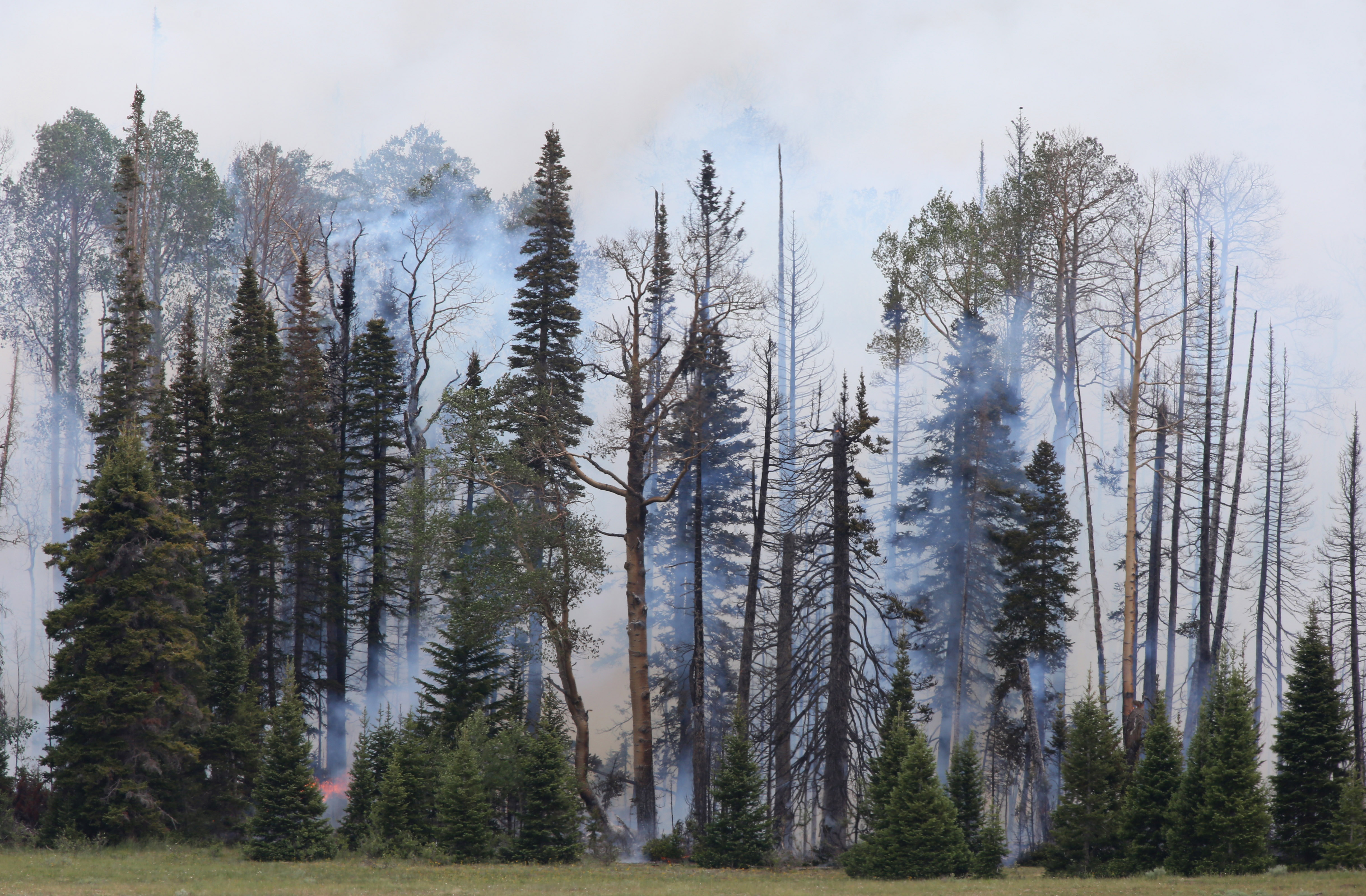 Fires in Utah have torched tens of thousands of acres and forced thousands of evacuations. Climate change is making things worse. CREDIT: George Frey/Getty Images