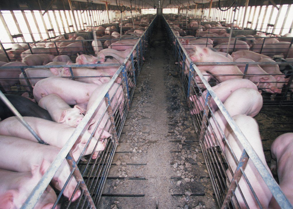Industrial hog farm. CREDIT: Jeff Vanuga/USDA