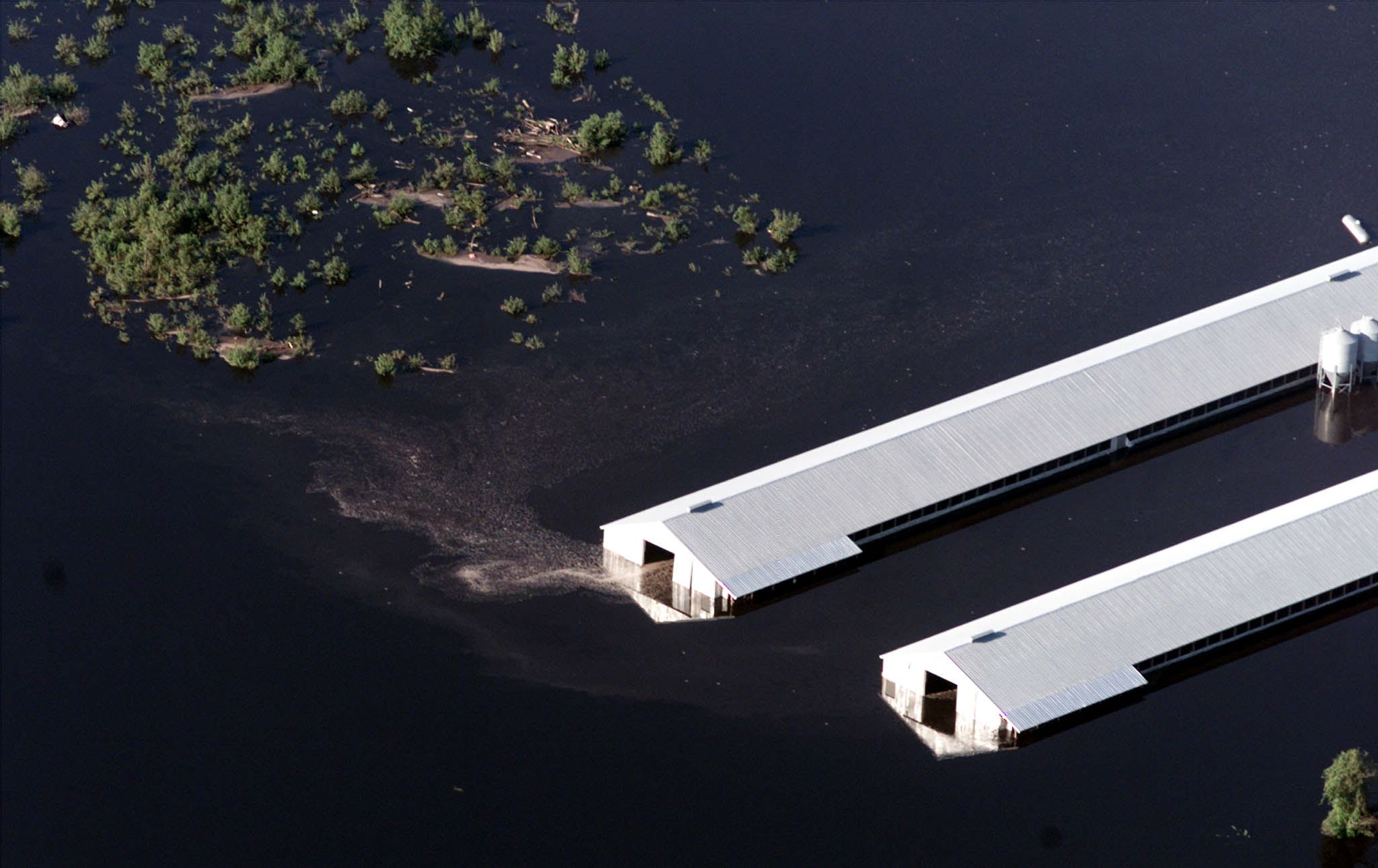 Poultry sheds, housing 20,000 chickens or turkeys, remained partially underwater in September 1999 in eastern North Carolina after torrential rains from Hurricane Floyd. CREDIT: JOHN ALTHOUSE/AFP/Getty Images