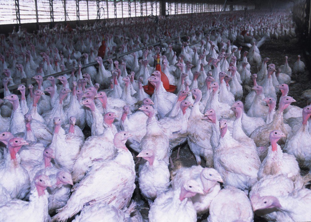 INDUSTRIAL TURKEY FARM. CREDIT: JEFF VANUGA/USDA