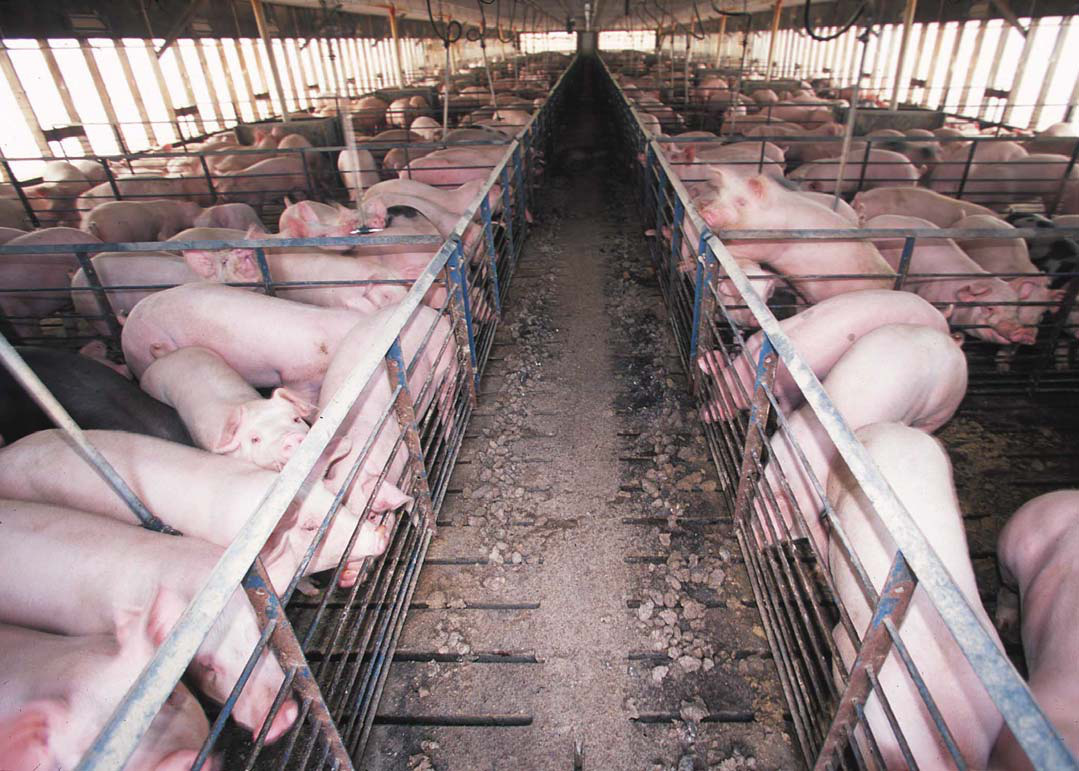 Factory farm's hog confinement barn. CREDIT: Wikimedia Commons