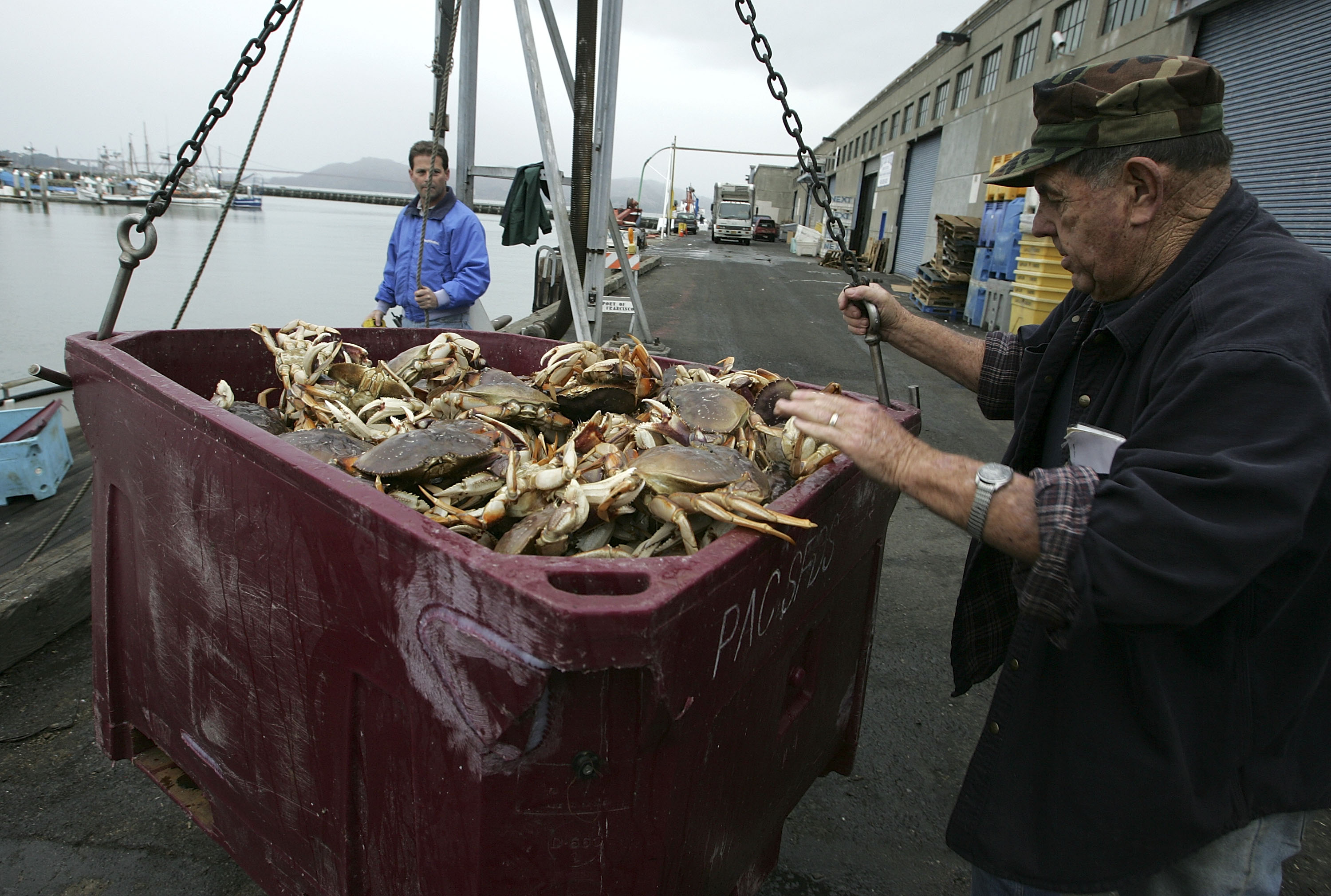 A fisherman guides a bucket full of Dungeness Crab from a boat on Fisherman's Wharf November 28, 2005 in San Francisco, California. CREDIT: Justin Sullivan/Getty Images