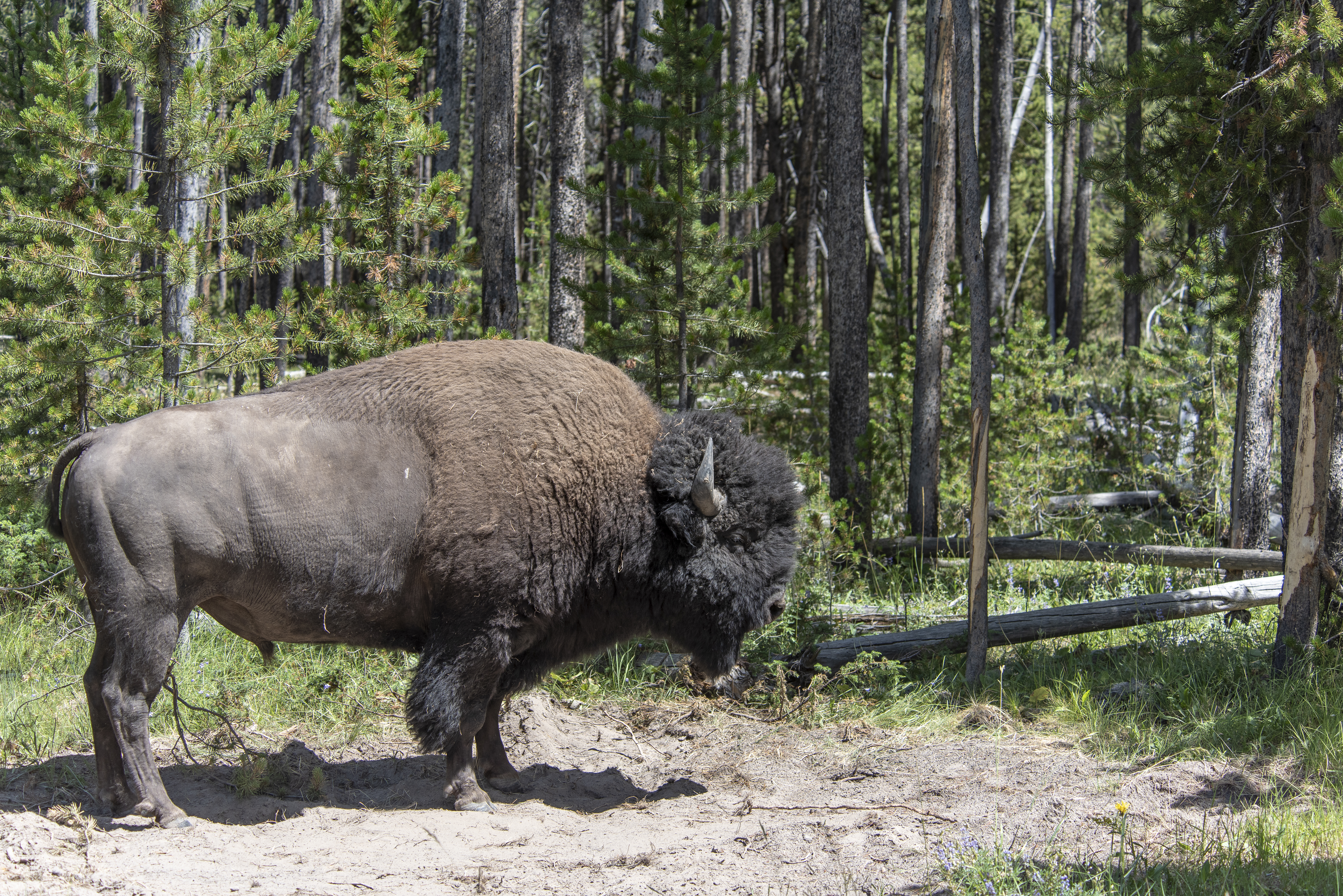 A bull bison is seen in the mixed age forest that partially burned in 1988 on June 30, 2018 in Yellowstone National Park, Wyoming. CREDIT: William Campbell/Corbis via Getty Images