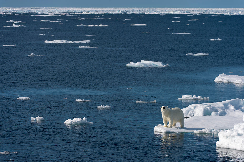 A polar bear is looking for food at the edge of the pack ice north of Svalbard, Norway. CREDIT: Wolfgang Kaehler/LightRocket via Getty Images.